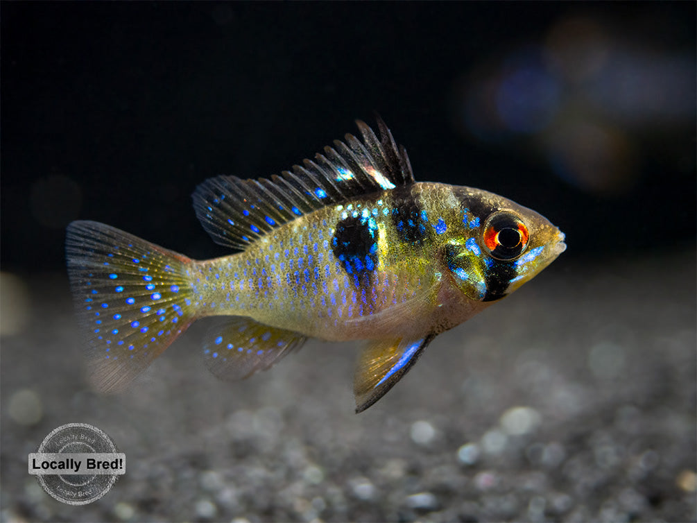 German Blue Ram Dwarf Cichlid (Mikrogeophagus ramirezi) -  LOCALLY BRED!!!