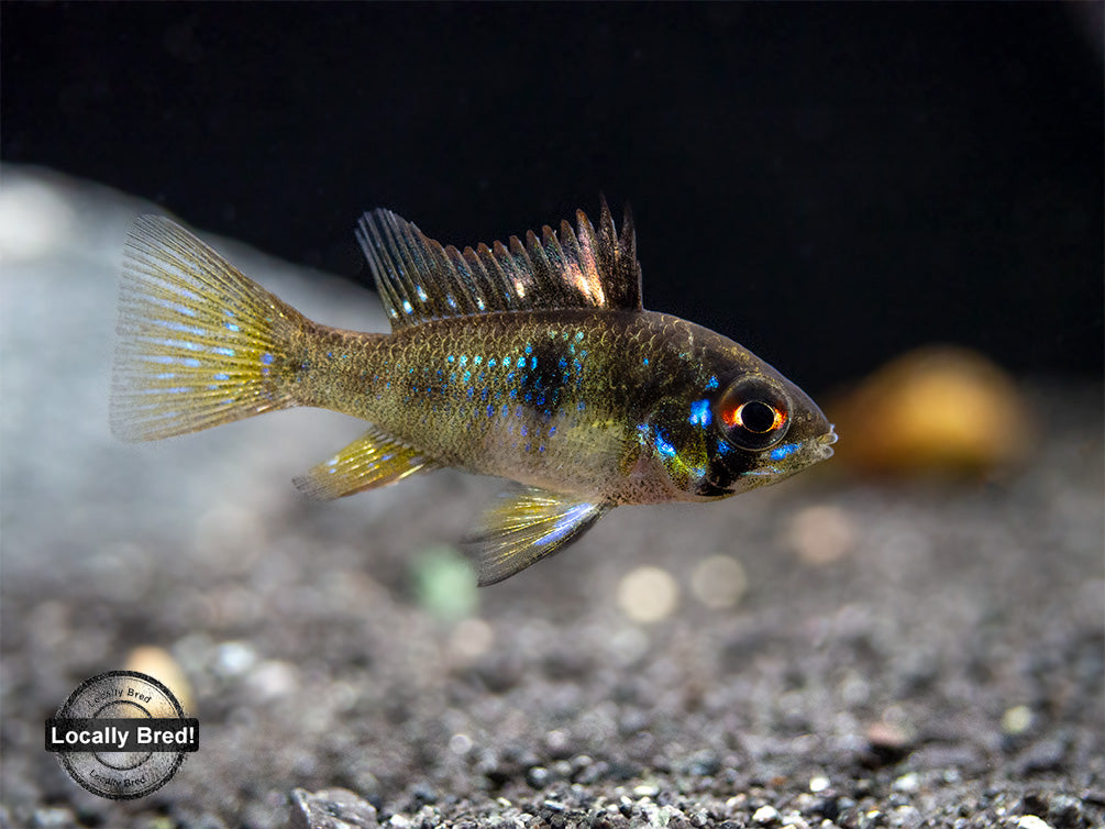 German Blue Ram Dwarf Cichlid (Mikrogeophagus ramirezi) -  LOCALLY BRED!!!