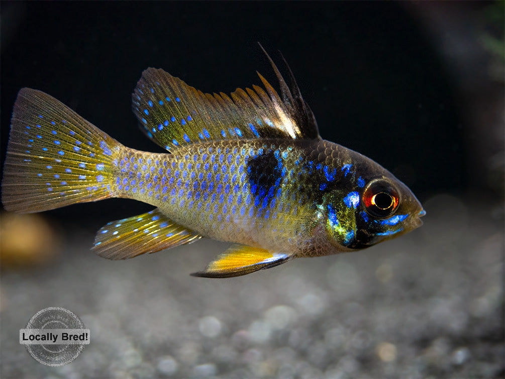 German Blue Ram Dwarf Cichlid (Mikrogeophagus ramirezi) -  LOCALLY BRED!!!