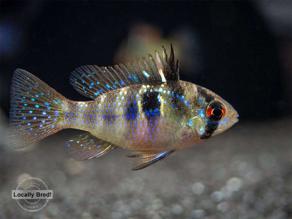 German Blue Ram Dwarf Cichlid (Mikrogeophagus ramirezi) -  LOCALLY BRED!!!