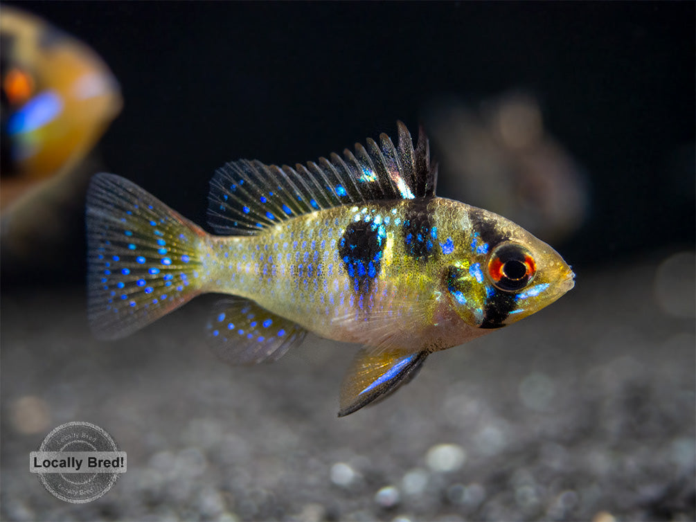 German Blue Ram Dwarf Cichlid (Mikrogeophagus ramirezi) -  LOCALLY BRED!!!