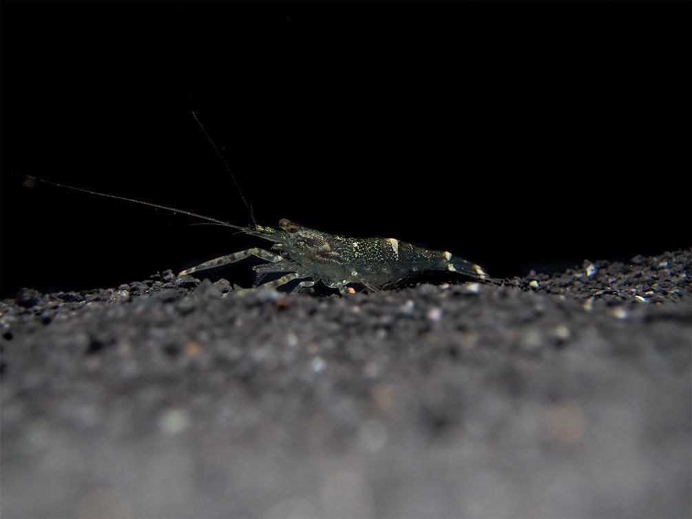 Taiwanese Long Claw Prawn (Macrobrachium placidulum)