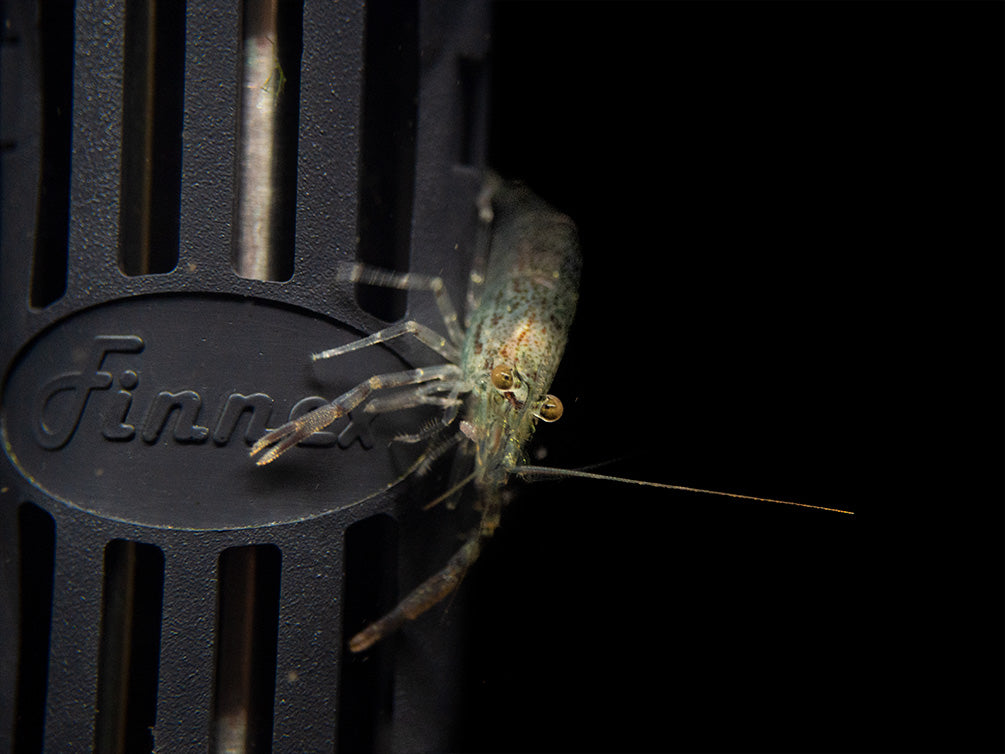 Taiwanese Long Claw Prawn (Macrobrachium placidulum)