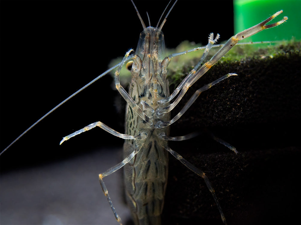 Taiwanese Long Claw Prawn (Macrobrachium placidulum)