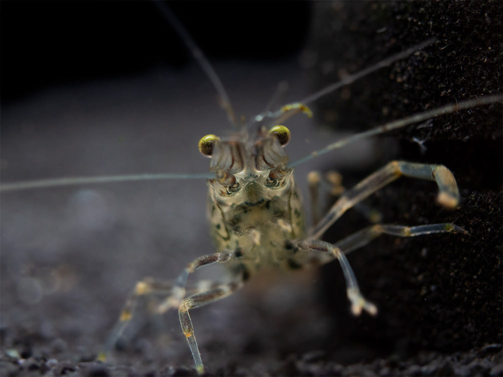 Taiwanese Long Claw Prawn (Macrobrachium placidulum)