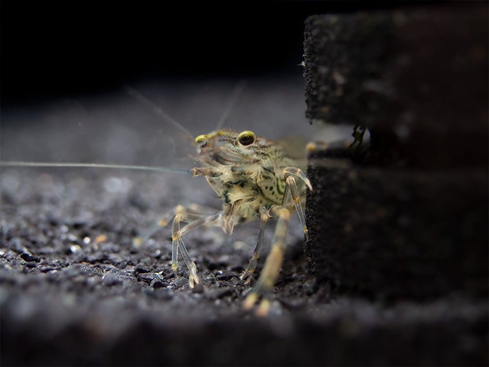 Taiwanese Long Claw Prawn (Macrobrachium placidulum)