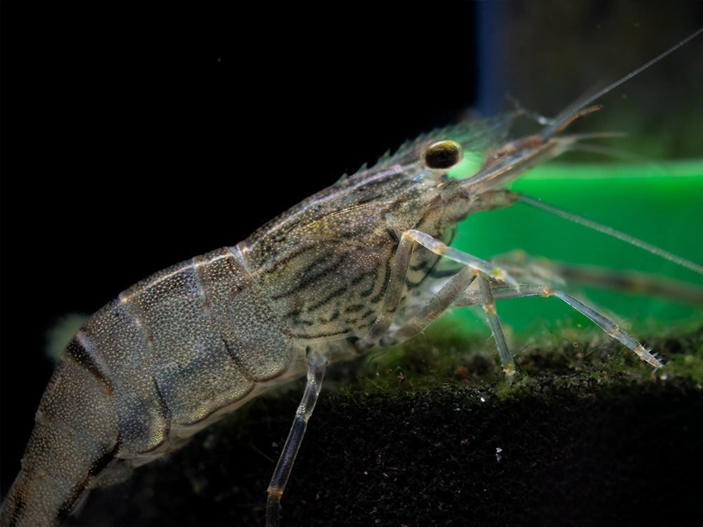 Taiwanese Long Claw Prawn (Macrobrachium placidulum)