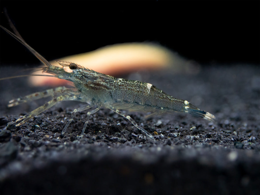 Taiwanese Long Claw Prawn (Macrobrachium placidulum)