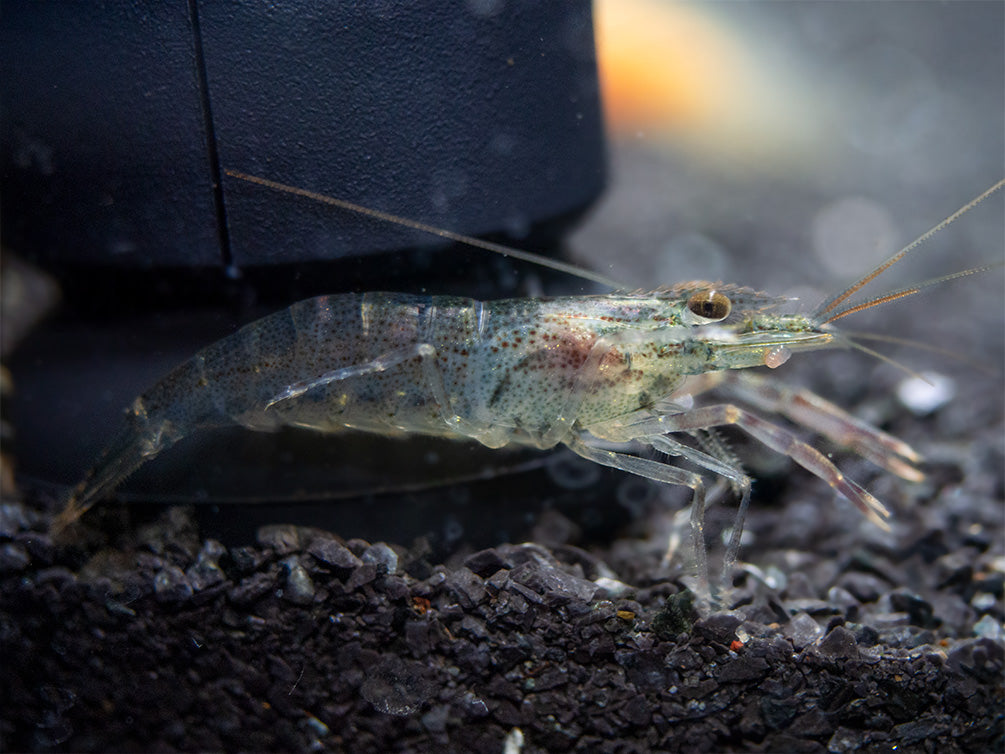 Taiwanese Long Claw Prawn (Macrobrachium placidulum)