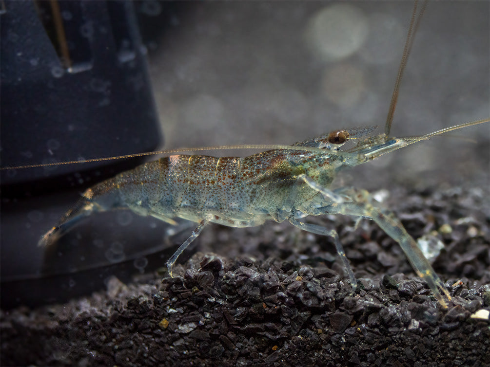 Taiwanese Long Claw Prawn (Macrobrachium placidulum)