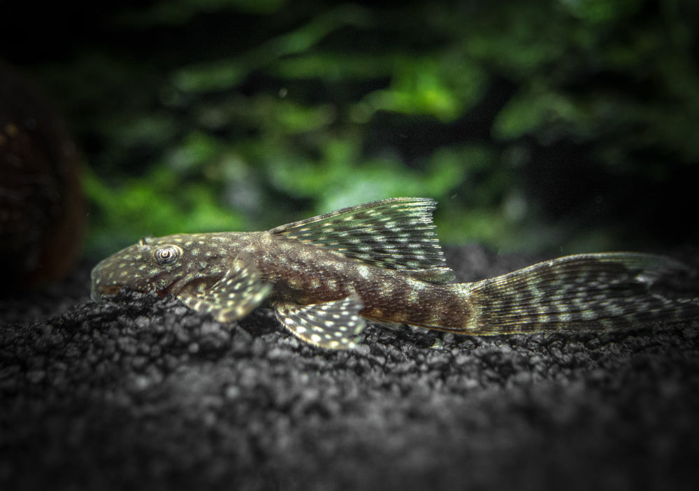 Longfin Bristlenose Pleco (Ancistrus cf. cirrhosus var. "Longfin") - Tank-Bred!