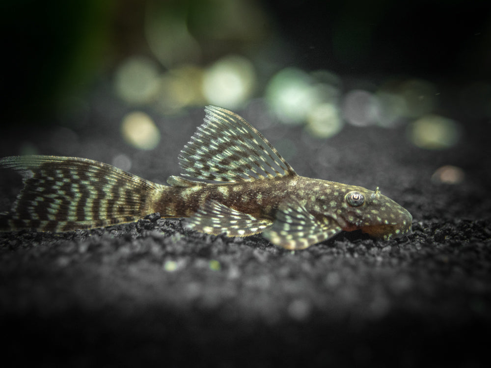 Longfin Bristlenose Pleco (Ancistrus cf. cirrhosus var. "Longfin") - Tank-Bred!