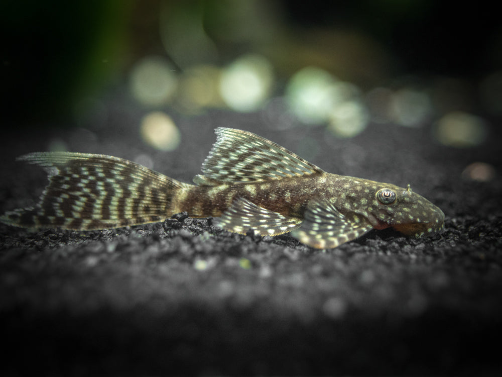 Longfin Bristlenose Pleco (Ancistrus cf. cirrhosus var. "Longfin") - Tank-Bred!