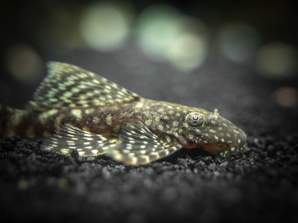 Longfin Bristlenose Pleco (Ancistrus cf. cirrhosus var. "Longfin") - Tank-Bred!