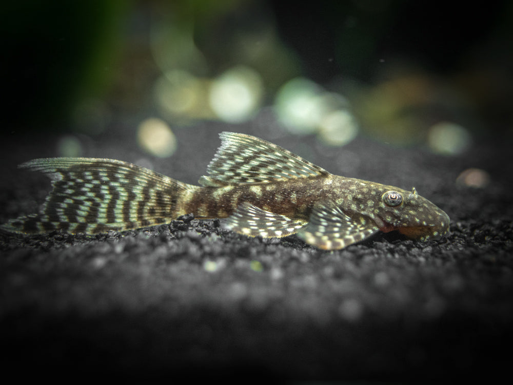 Longfin Bristlenose Pleco (Ancistrus cf. cirrhosus var. "Longfin") - Tank-Bred!