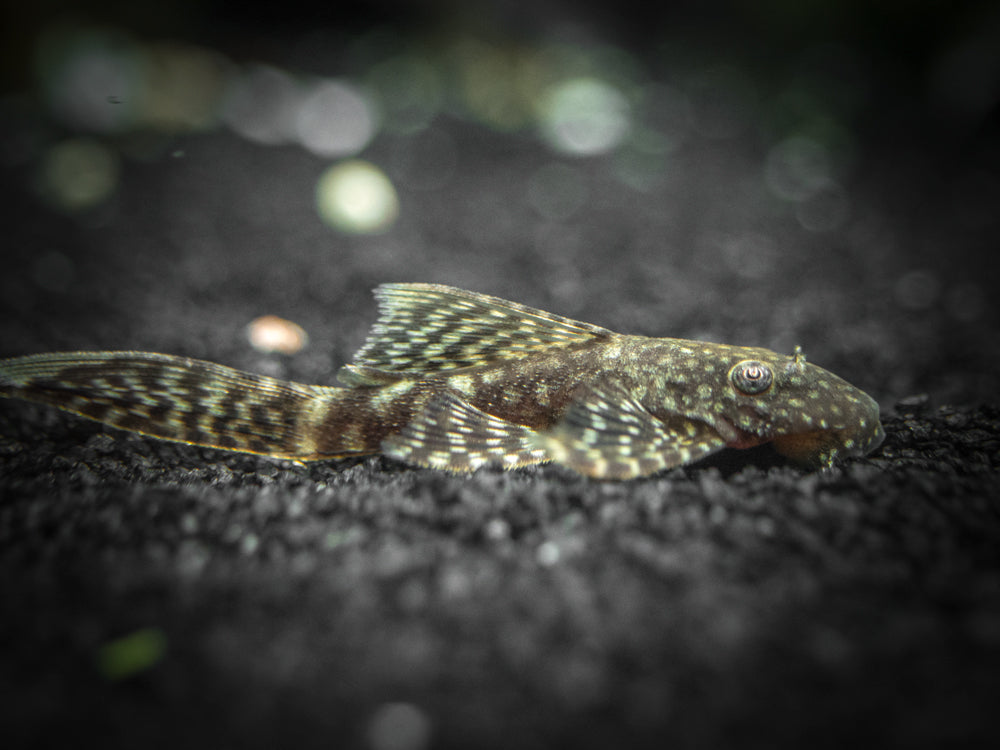 Longfin Bristlenose Pleco (Ancistrus cf. cirrhosus var. "Longfin") - Tank-Bred!