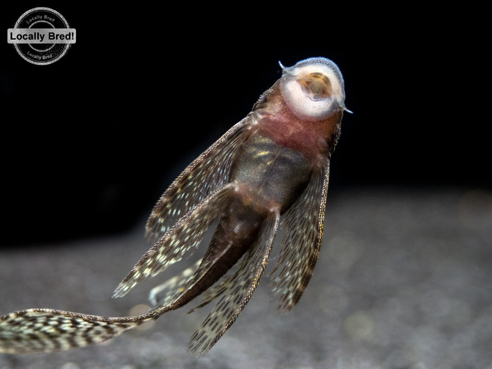 Longfin Bristlenose Pleco (Ancistrus cf. cirrhosus) - Locally Bred!