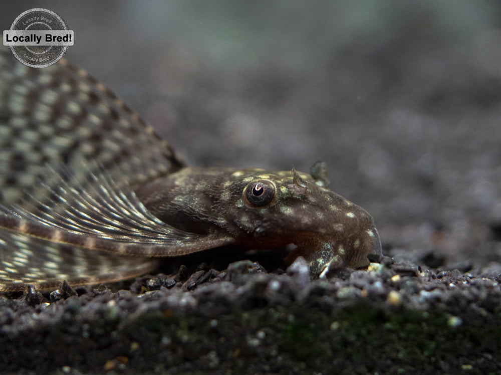 Longfin Bristlenose Pleco (Ancistrus cf. cirrhosus) - Locally Bred!