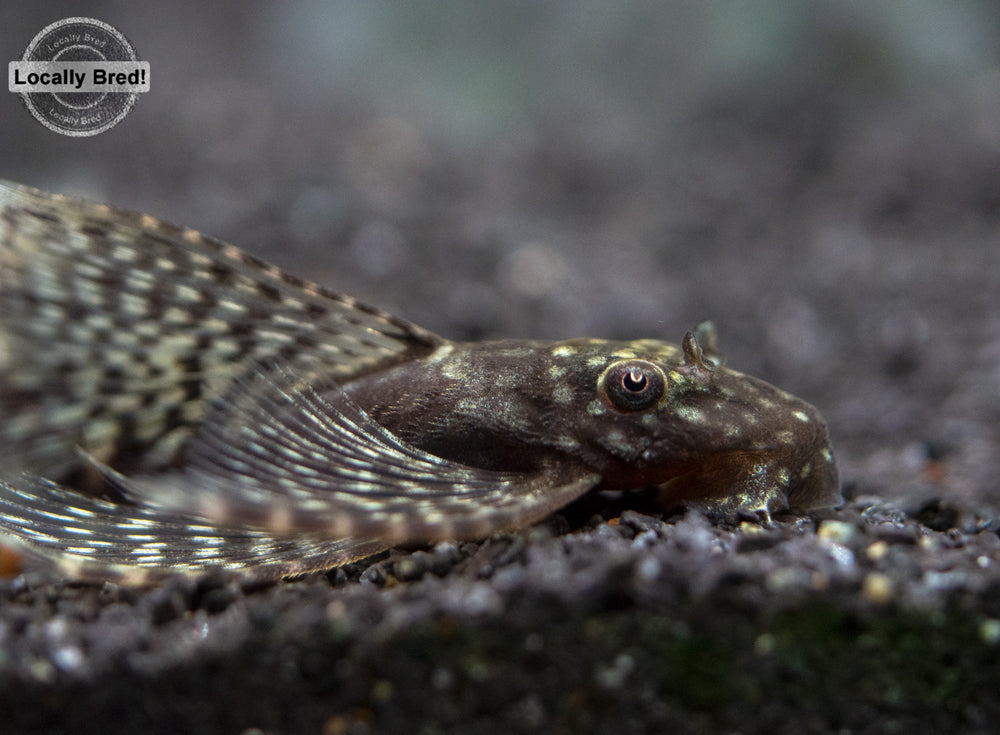 Longfin Bristlenose Pleco (Ancistrus cf. cirrhosus) - Locally Bred!