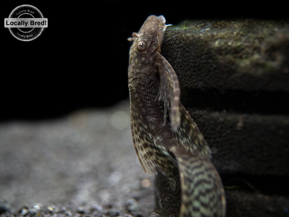 Longfin Bristlenose Pleco (Ancistrus cf. cirrhosus) - Locally Bred!