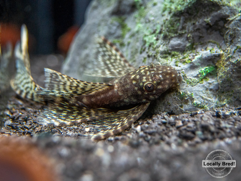 Longfin Bristlenose Pleco (Ancistrus cf. cirrhosus) - Locally Bred!