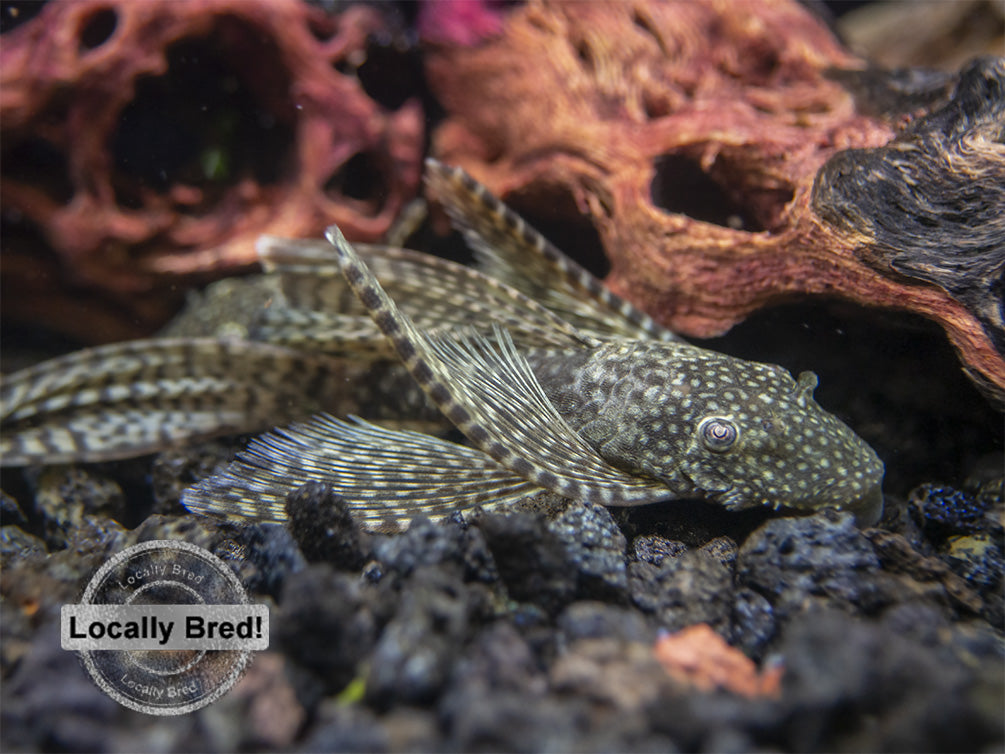 Longfin Bristlenose Pleco (Ancistrus cf. cirrhosus) - Locally Bred!