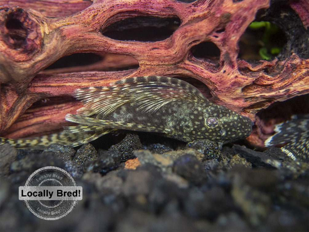 Longfin Bristlenose Pleco (Ancistrus cf. cirrhosus) - Locally Bred!