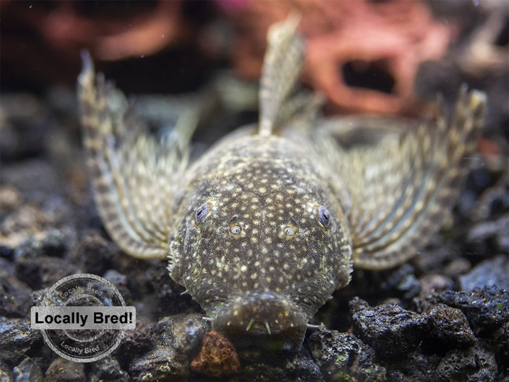 Longfin Bristlenose Pleco (Ancistrus cf. cirrhosus) - Locally Bred!