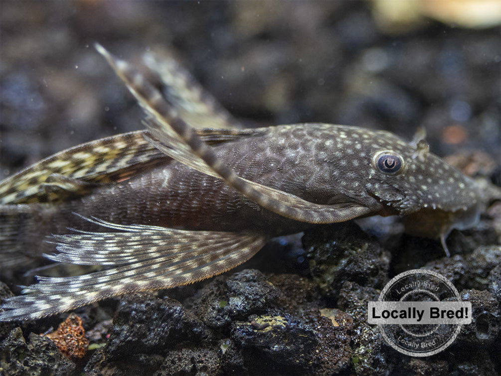 Longfin Bristlenose Pleco (Ancistrus cf. cirrhosus) - Locally Bred!