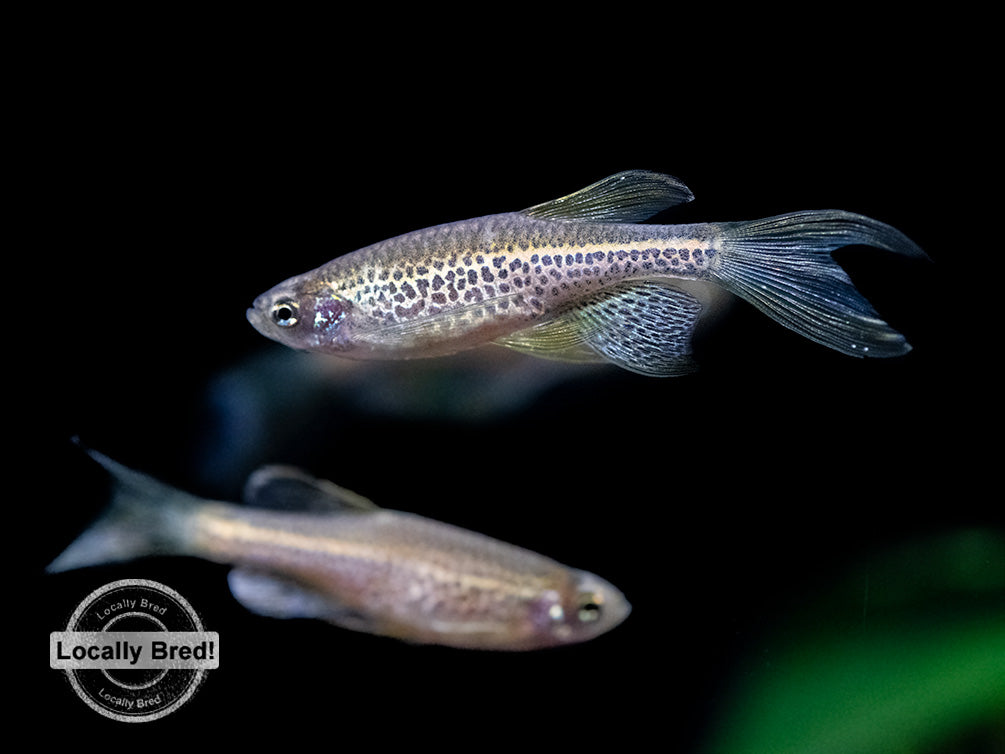Longfin Leopard Danio (Brachydanio rerio 'frankei'), Locally Bred!