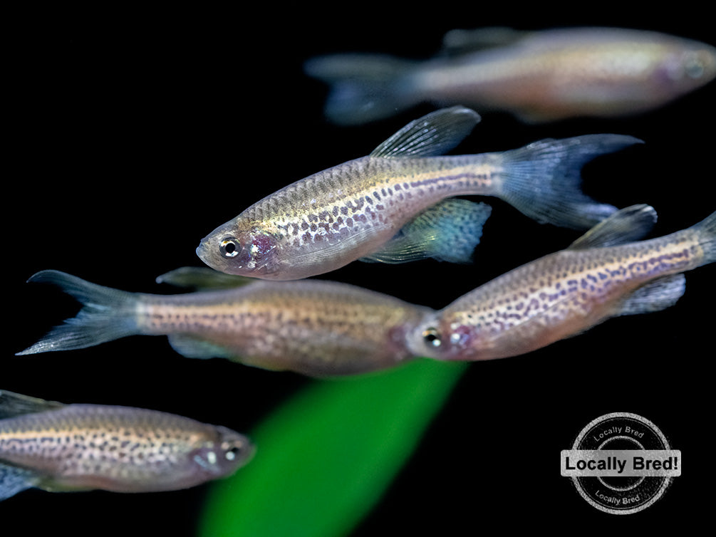 Longfin Leopard Danio (Brachydanio rerio 'frankei'), Locally Bred!