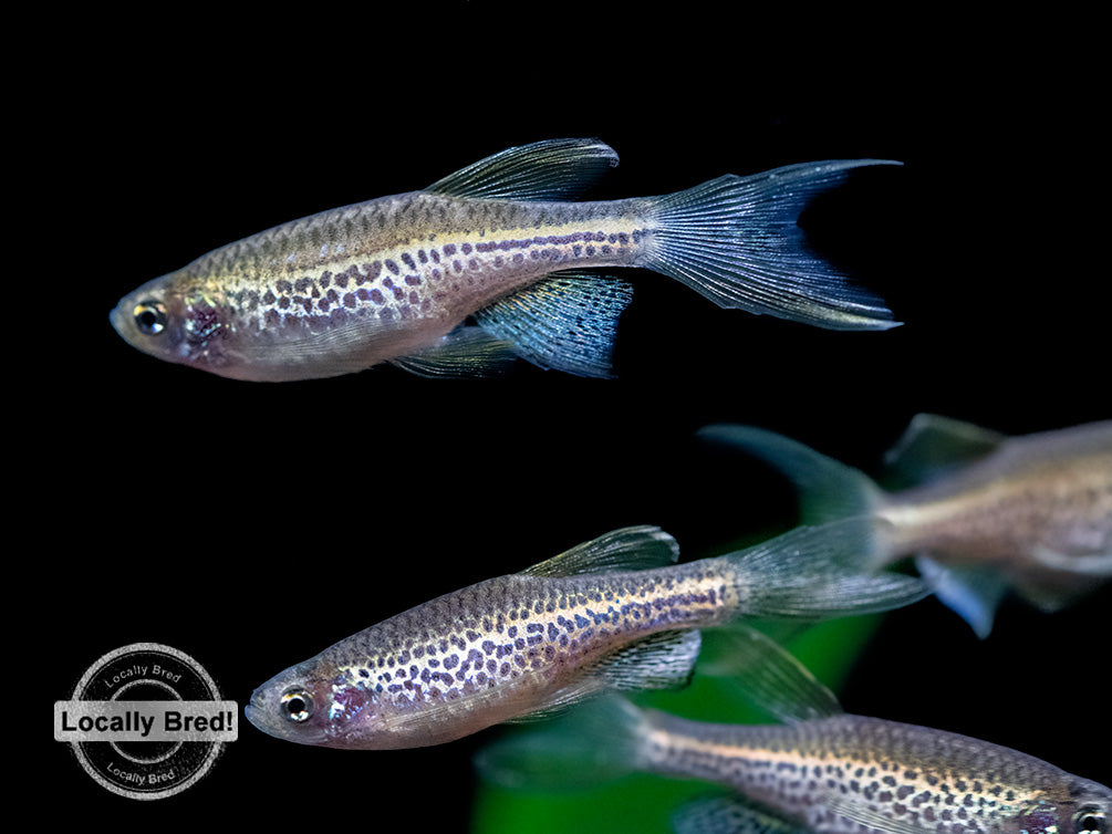 Longfin Leopard Danio (Brachydanio rerio 'frankei'), Locally Bred!