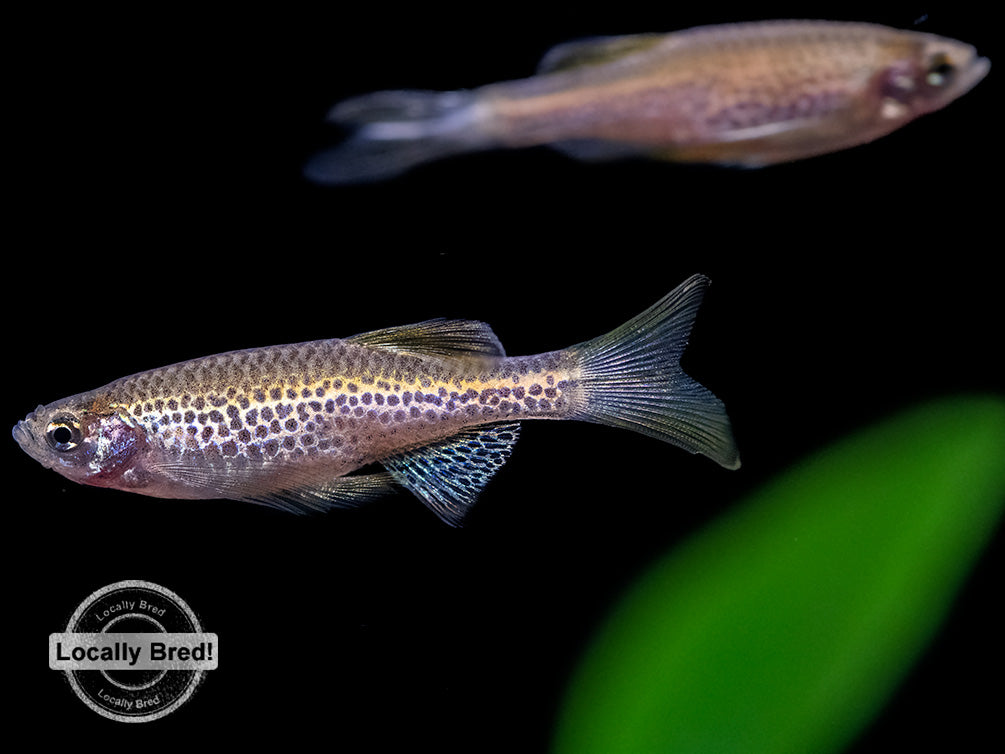 Longfin Leopard Danio (Brachydanio rerio 'frankei'), Locally Bred!