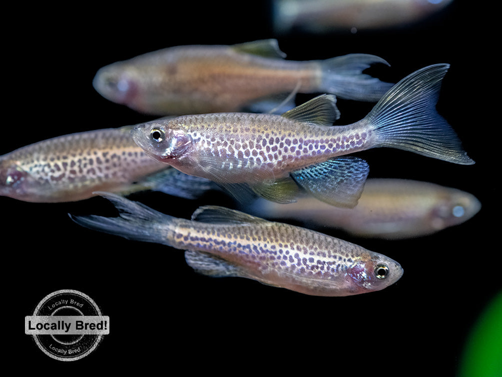 Longfin Leopard Danio (Brachydanio rerio 'frankei'), Locally Bred!