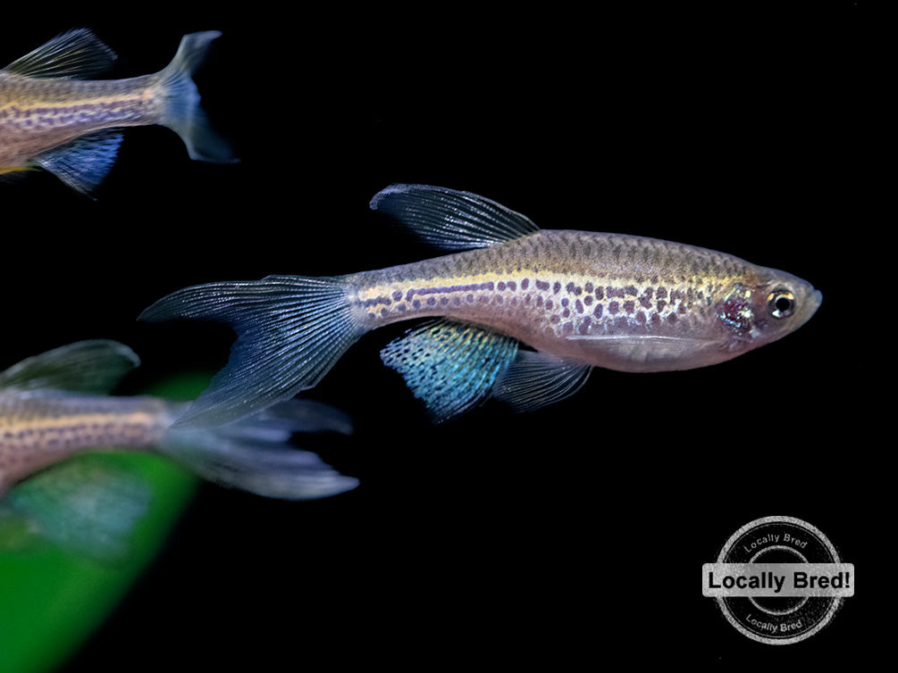 Longfin Leopard Danio (Brachydanio rerio 'frankei'), Locally Bred!