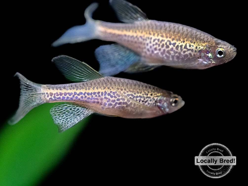 Longfin Leopard Danio (Brachydanio rerio 'frankei'), Locally Bred!