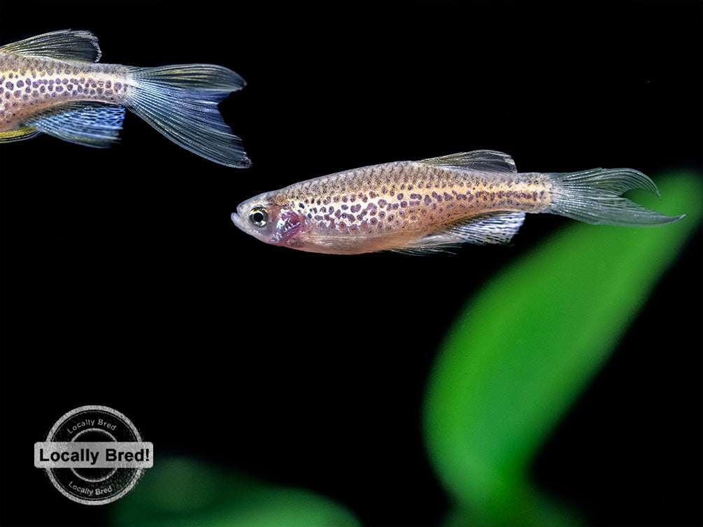 Longfin Leopard Danio (Brachydanio rerio 'frankei'), Locally Bred!