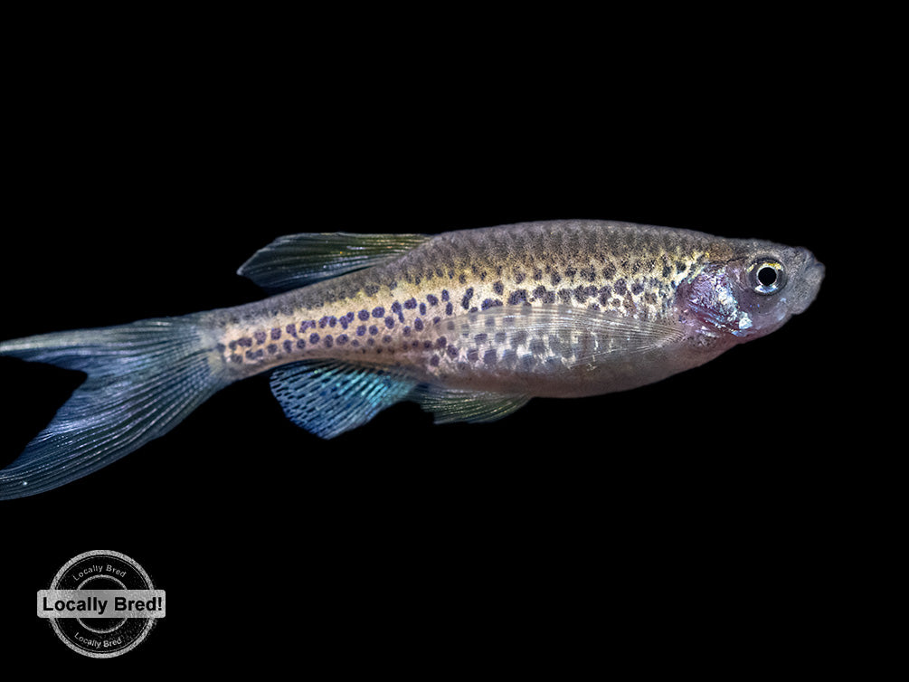 Longfin Leopard Danio (Brachydanio rerio 'frankei'), Locally Bred!