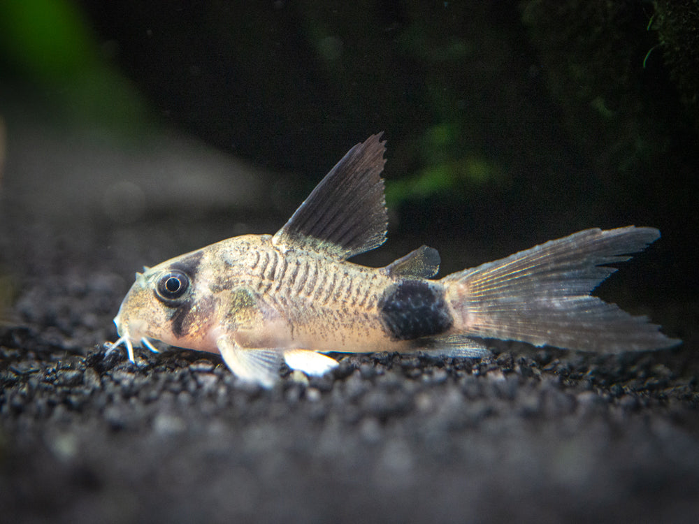 Longfin Panda Cory Catfish (Corydoras panda "Longfin") - Tank-Bred!