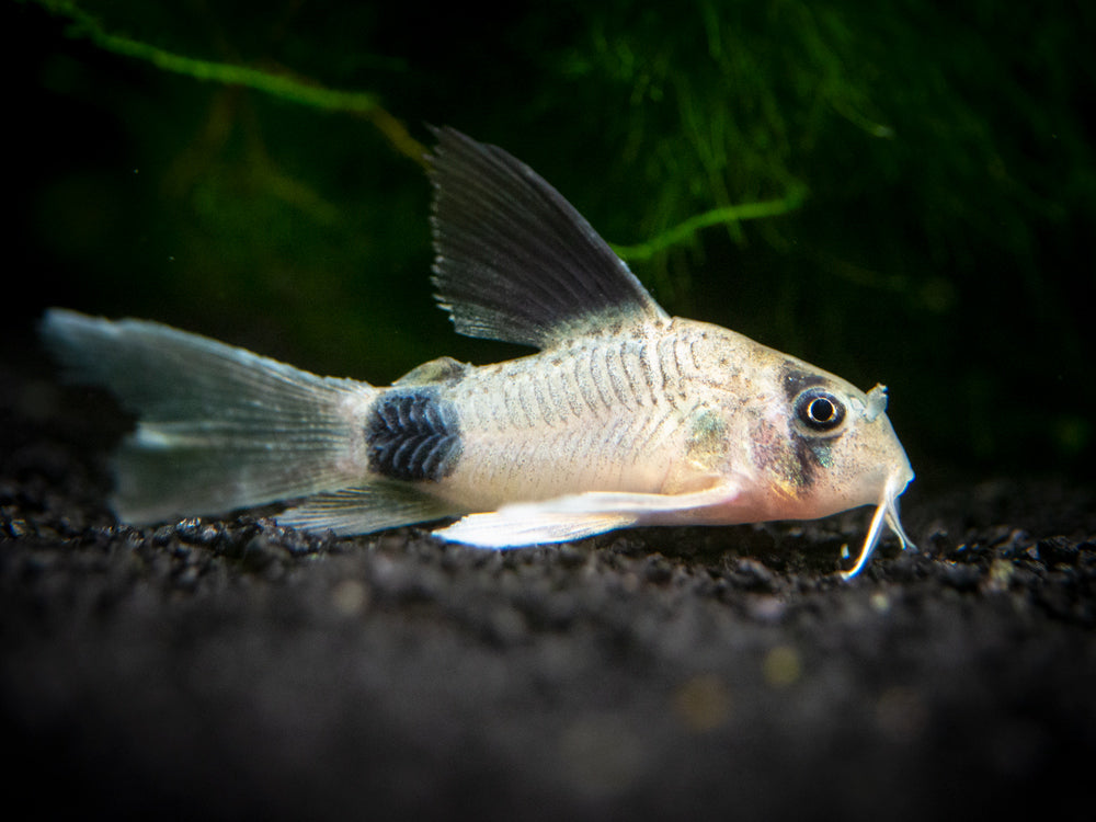 Longfin Panda Cory Catfish (Corydoras panda "Longfin") - Tank-Bred!