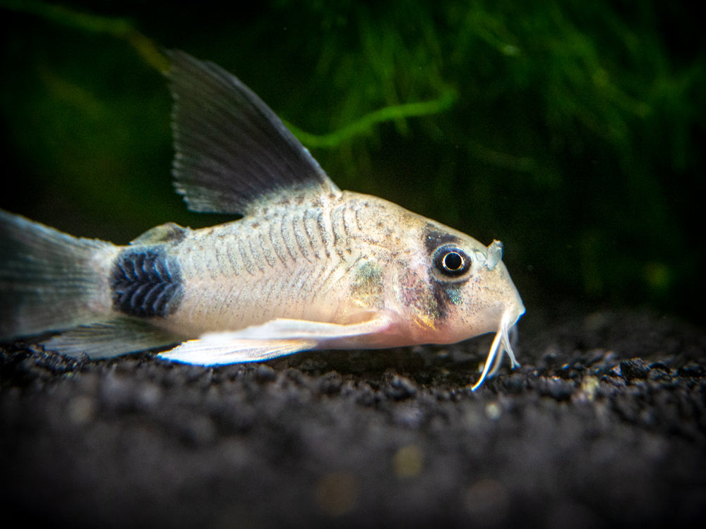 Longfin Panda Cory Catfish (Corydoras panda "Longfin") - Tank-Bred!