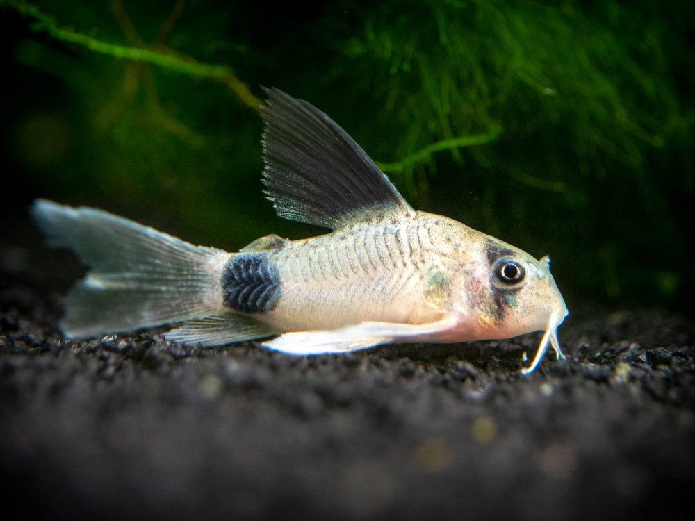 Longfin Panda Cory Catfish (Corydoras panda "Longfin") - Tank-Bred!