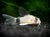 Longfin Panda Cory Catfish (Corydoras panda 