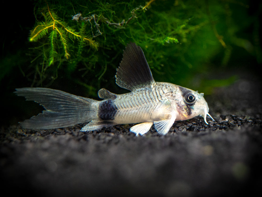 Longfin Panda Cory Catfish (Corydoras panda "Longfin") - Tank-Bred!