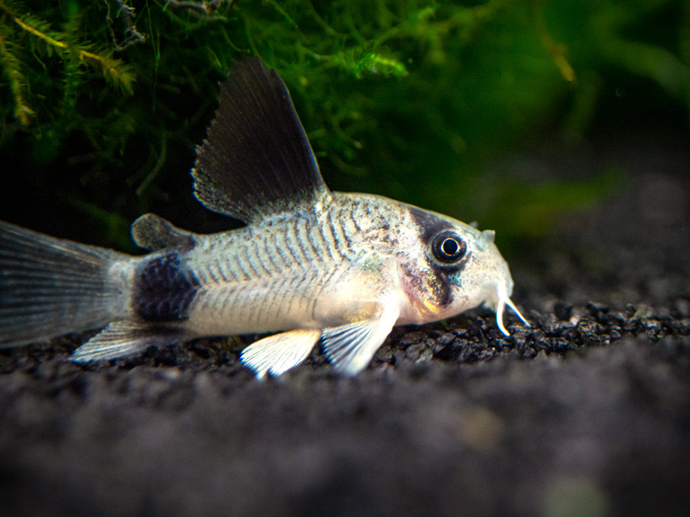 Longfin Panda Cory Catfish (Corydoras panda "Longfin") - Tank-Bred!