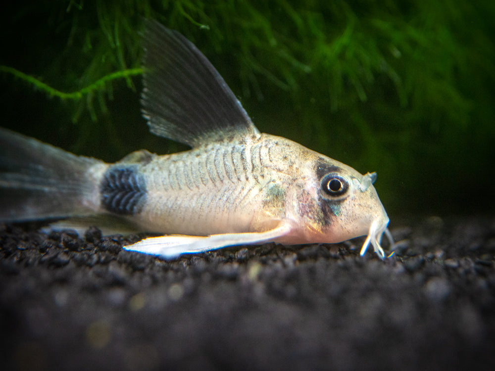 Longfin Panda Cory Catfish (Corydoras panda "Longfin") - Tank-Bred!