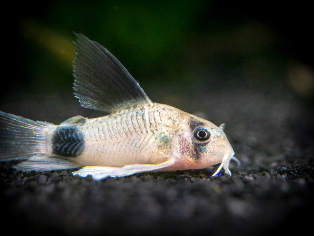 Longfin Panda Cory Catfish (Corydoras panda "Longfin") - Tank-Bred!