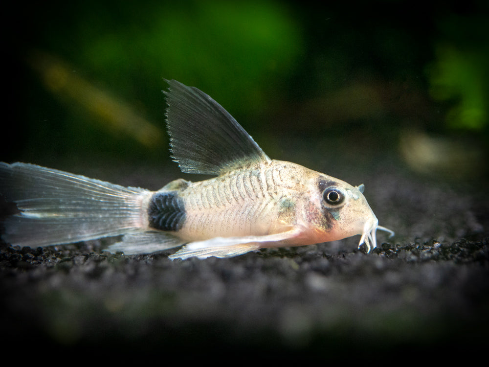 Longfin Panda Cory Catfish (Corydoras panda "Longfin") - Tank-Bred!