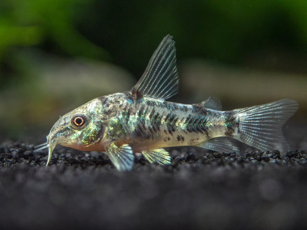 Longfin Peppered AKA Blue Leopard AKA Mottled Cory Catfish (Corydoras paleatus), Tank Bred!