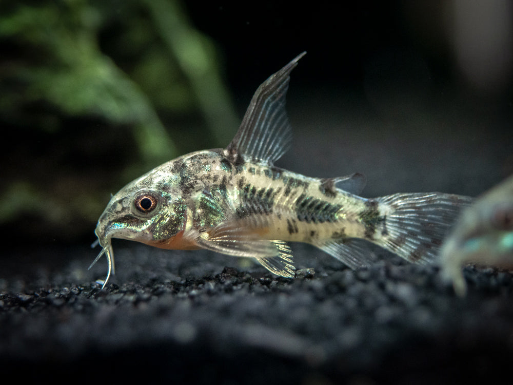 Longfin Peppered AKA Blue Leopard AKA Mottled Cory Catfish (Corydoras paleatus), Tank Bred!